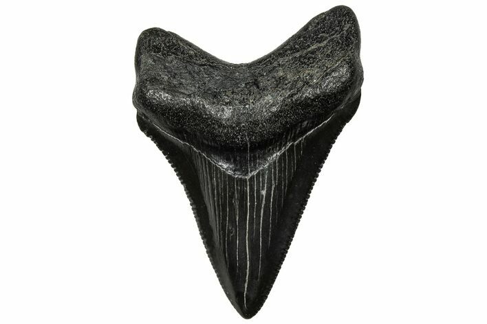 Serrated Chubutensis Tooth - Megalodon Ancestor #313778